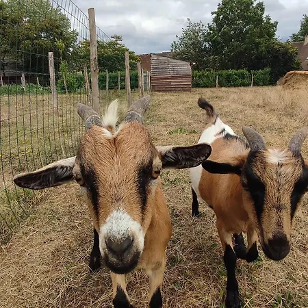 Sejour Bucolique En Roulotte Au Coeur D'une Ferme Familiale En Sarthe - Fr-1-410-229 Holiday home Chantenay-Villedieu