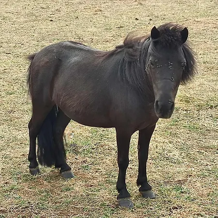 Sejour Bucolique En Roulotte Au Coeur D'une Ferme Familiale En Sarthe - Fr-1-410-229 * Chantenay-Villedieu