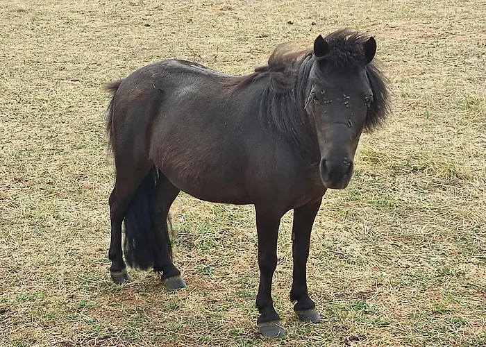 Sejour Bucolique En Roulotte Au Coeur D'une Ferme Familiale En Sarthe - Fr-1-410-229 * Chantenay-Villedieu